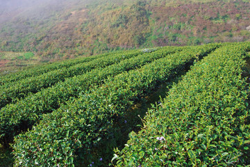 Fototapeta na wymiar Tea field in the morning at Doi ang khang, Chiang mai, Thailand