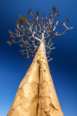Low angle view of a beautiful quiver tree (Aloe dichotoma) in Fish River Canyon Nature Park in...
