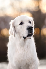 beautiful golden retriever dog portrait outdoors 