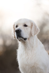beautiful golden retriever dog portrait outdoors
