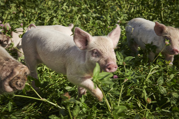 ecological pigs and piglets at a grass field in the summer