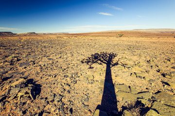 Shadow view of a beautiful quiver tree (Aloe dichotoma) in Fish River Canyon Nature Park in...