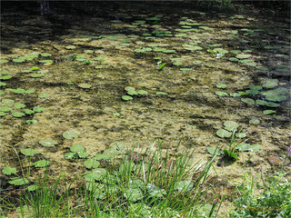 étang à Dampierre-sur-le-Doubs en France