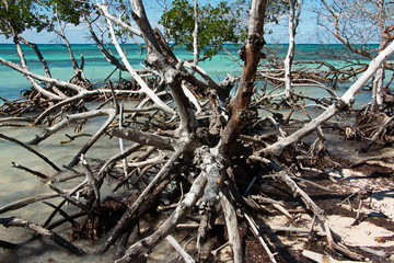 Trees on Cayo Jutia beach in Cuba
