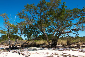 Trees on Cayo Jutia beach in Cuba
