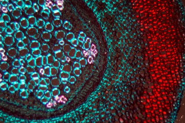 Fern root under the microscope and in polarized light.