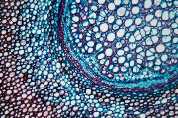 Fern root under the microscope