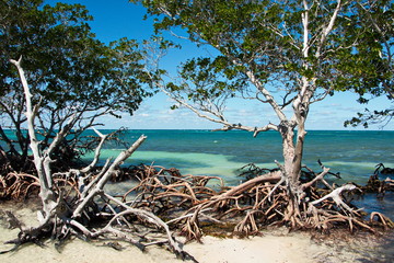 Trees on Cayo Jutia beach in Cuba
