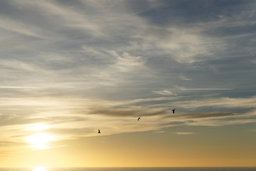 ballet wild birds in a rise of the Mediterranean sun