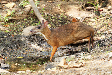 Mouse-deer, Chevrotain