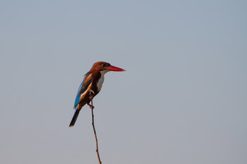beautiful white-throated kingfisher perched on a branch