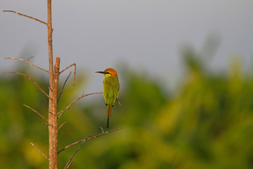 Green Bee-eater perching on a branch in nature