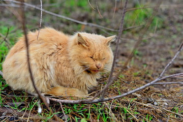 Naklejka na ściany i meble Red cat sitting on the ground near the tree. Autumn day.