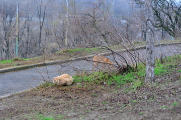 Dogs on the ground waiting for the cat to go down the fence