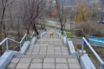 stray dog on the steps in the park. Mongrel dog lying on steps of park