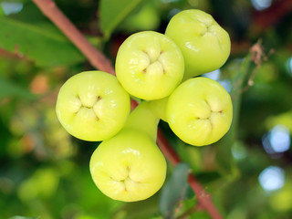 Green Rose apples