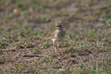 paddyfield pipit or Oriental pipit bird