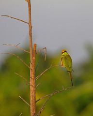 Green Bee-eater perching on a branch in nature