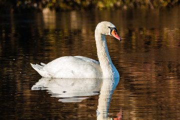 Swan in lake