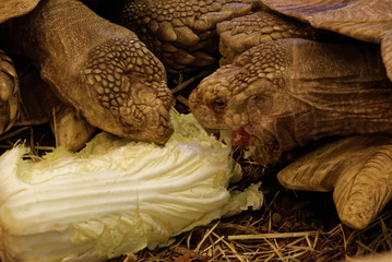 African spurred tortoise