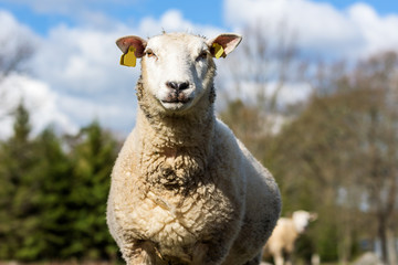 Adult female sheep or ewe standing tall and looking hard at you.