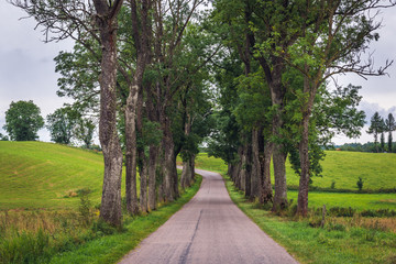 Road among trees in Masuria region of Poland