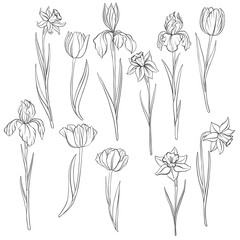 vector drawing flowers