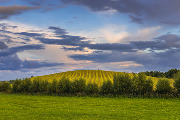 Fototapeta na wymiar Rows of cutted grass on a hilly field in Masurian Lakeland region of Poland