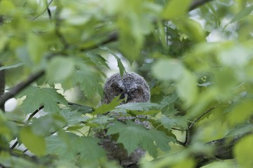 Young tawny owl (Strix aluco) hidden in leaves of a tree. A young tawny owl (Strix aluco) hidden in green leaves of a tree.