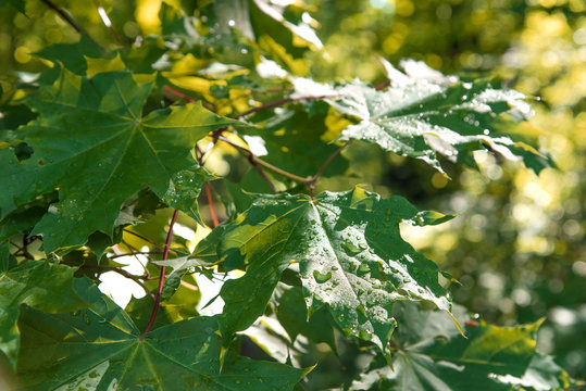 Beautiful green maple leaves on branches in raindrops in summer