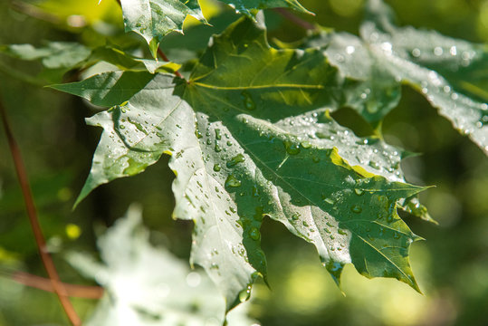 Beautiful green maple leaves on branches in raindrops in summer