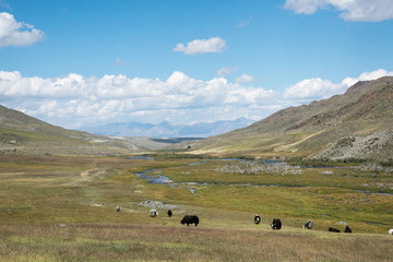 Wild nature of Altai. Bulls of yaks graze on a meadow among the mountains and a blue sky with clouds.