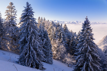 snowy and misty mountains and trees, the Pieniny Mountains