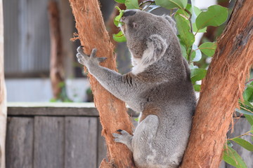 koala