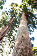 Fototapeta premium Pine tree between the walkway to Togakushi shrine