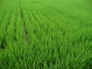 整列している生長中の稲(島根県)