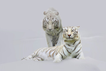 Zwei weiße Königstiger im Schnee, Panthera tigris tigris