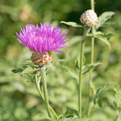 Flockenblume, Centaurea