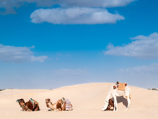 Tunisian desert landscape, Douz south of Tunisia, sand and camels with bedouin wrapped in traditional dress