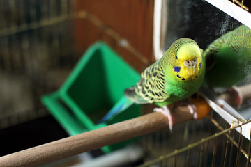 A wavy parrot in green color. A parrot. 