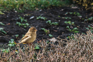 Sparrows on a bush in the autumn. A flock of sparrows.