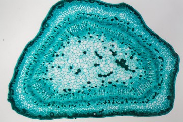 Cross section of a cotton stem