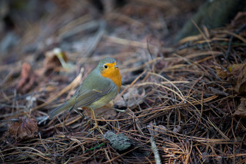 A little singing bird