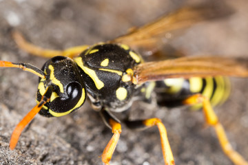 Portrait of a yellow wasp in nature