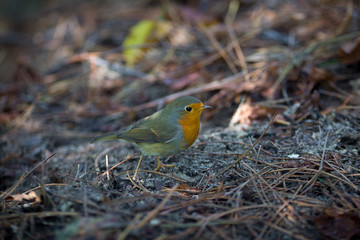 A little singing bird