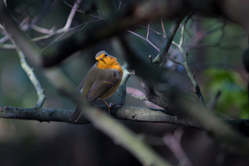 A little singing bird