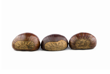 Three raw chestnuts in a row isolated on white background
