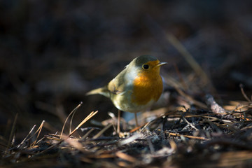 A little singing bird