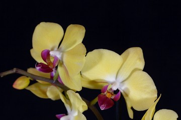 Flower of a yellow colored phalaenopsis orchid