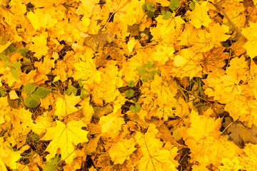 Yellow leaves on the ground in autumn
